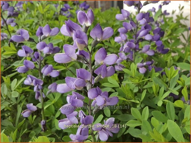 Baptisia 'Purple Smoke' | Valse indigo, Indigolupine | Kleinere Färberhülse