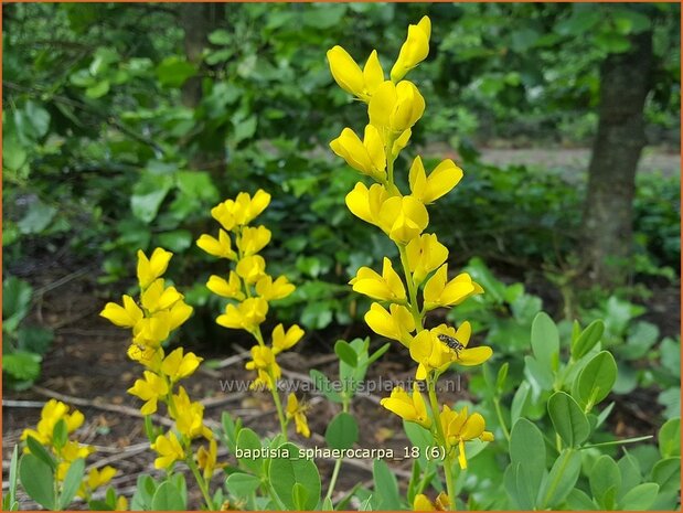 Baptisia sphaerocarpa | Valse indigo, Indigolupine | Kleinere Färberhülse