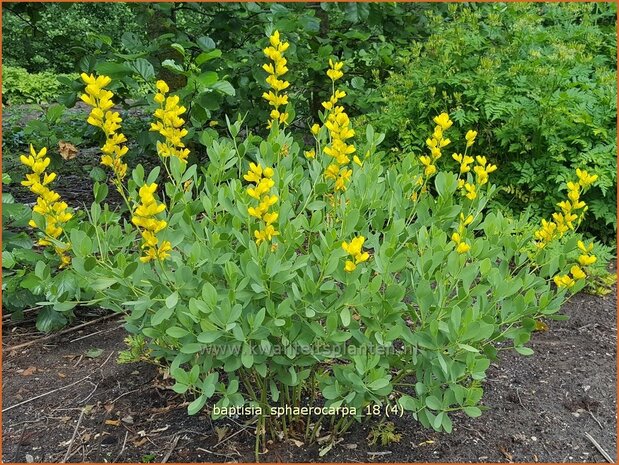 Baptisia sphaerocarpa | Valse indigo, Indigolupine | Kleinere Färberhülse