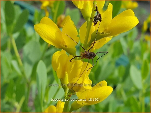 Baptisia sphaerocarpa | Valse indigo, Indigolupine | Kleinere Färberhülse