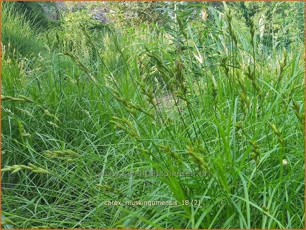 Carex muskingumensis | Palmzegge, Zegge | Palmwedel-Segge