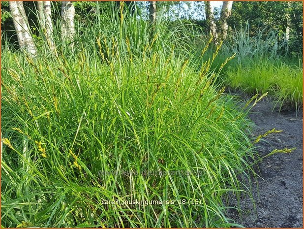 Carex muskingumensis | Palmzegge, Zegge | Palmwedel-Segge