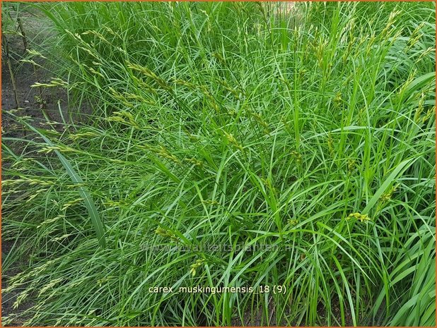 Carex muskingumensis | Palmzegge, Zegge | Palmwedel-Segge