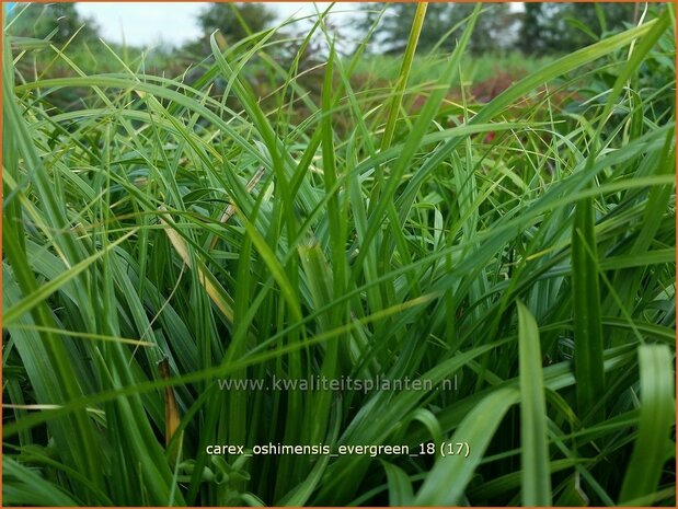 Carex oshimensis 'Evergreen' | Zegge | Buntlaubige Segge