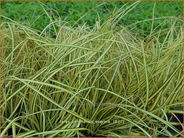 Carex oshimensis 'Everoro' | Zegge | Buntlaubige Segge