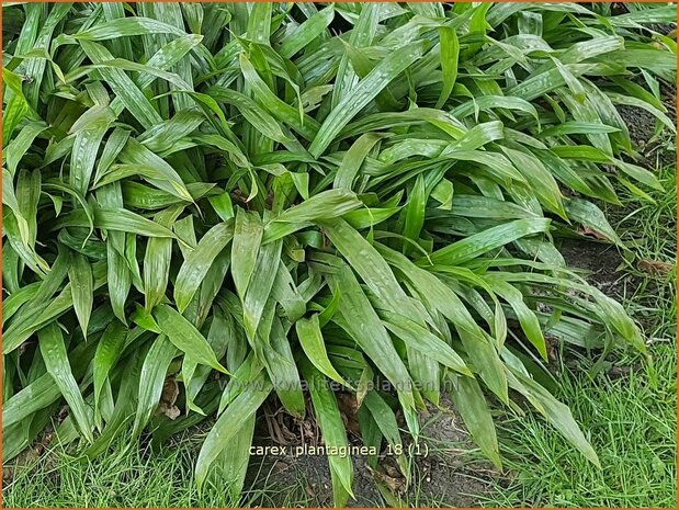 Carex plantaginea | Zegge | Immergrüne Breitblatt-Segge