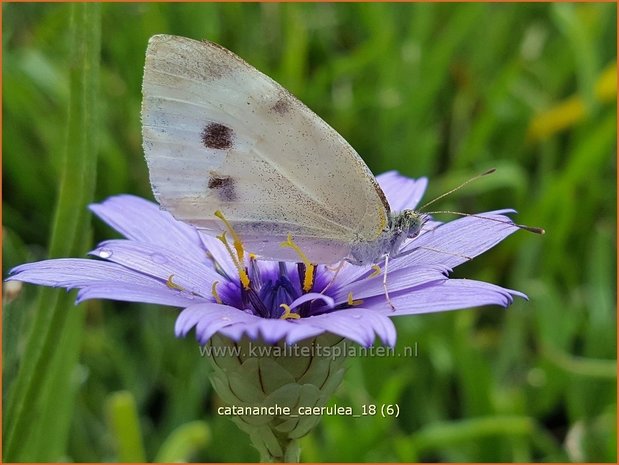 Catananche caerulea | Blauwe strobloem, Strobloem | Blaublütige Rasselblume