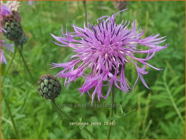 Centaurea jacea | Zwart knoopkruid, Knoopkruid, Centaurie | Wiesen-Flockenblume