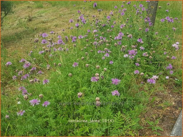 Centaurea jacea | Zwart knoopkruid, Knoopkruid, Centaurie | Wiesen-Flockenblume