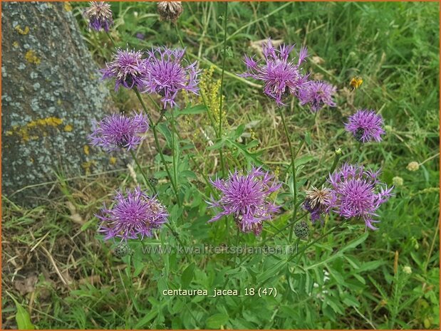 Centaurea jacea | Zwart knoopkruid, Knoopkruid, Centaurie | Wiesen-Flockenblume