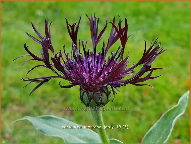 Centaurea montana 'Jordy' | Bergkorenbloem, Bergcentaurie, Korenbloem, Centaurie | Berg-Flockenblume