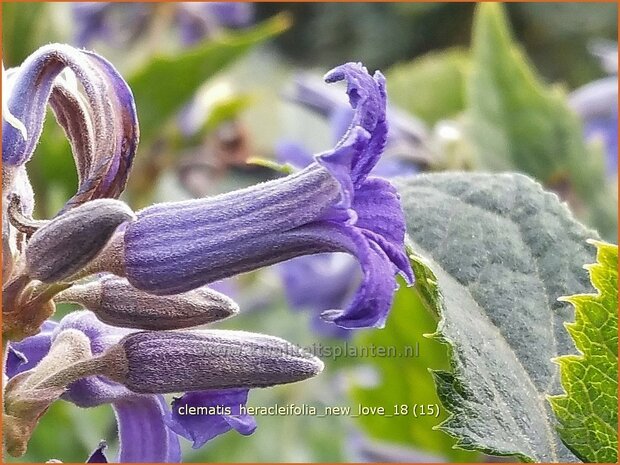 Clematis heracleifolia 'New Love' | Bosrank, Clematis | Breitblättrige Waldrebe