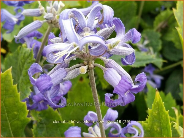 Clematis heracleifolia 'New Love' | Bosrank, Clematis | Breitblättrige Waldrebe