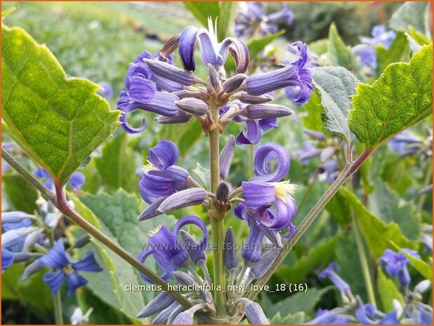 Clematis heracleifolia 'New Love' | Bosrank, Clematis | Breitblättrige Waldrebe