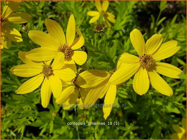 Coreopsis 'Johannes' | Meisjesogen | Mädchenauge