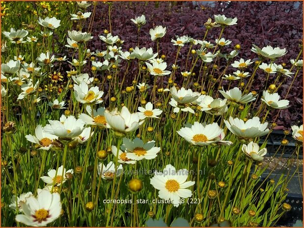 Coreopsis 'Star Cluster' | Meisjesogen | Mädchenauge