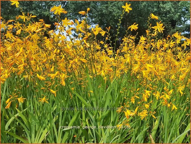 Crocosmia 'George Davidson' | Montbretia | Montbretie