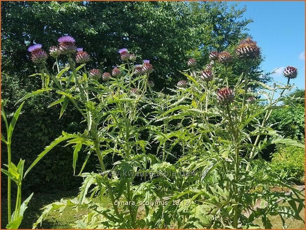 Cynara scolymus | Artisjok, Kardoen | Artischocke