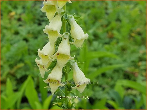 Digitalis lutea | Geel vingerhoedskruid, Vingerhoedskruid | Gelbblühender Fingerhut