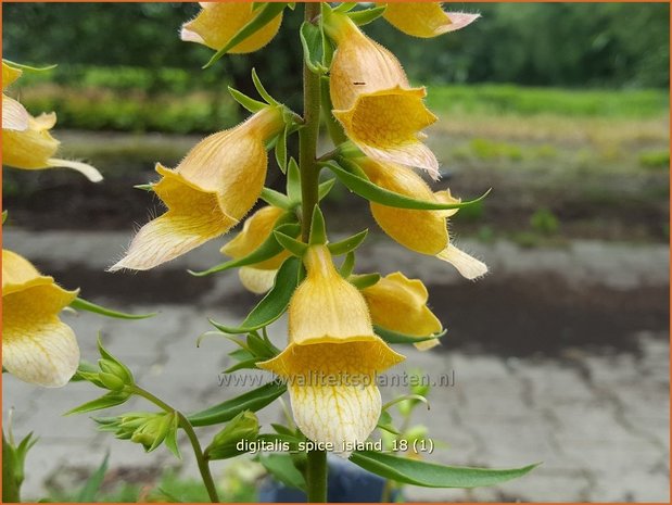 Digitalis 'Spice Island' | Vingerhoedskruid | Fingerhut