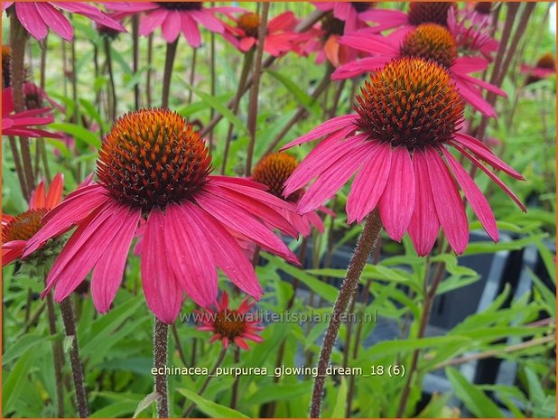 Echinacea purpurea &#x0027;Glowing Dream&#x0027; | Zonnehoed | Roter Sonnenhut