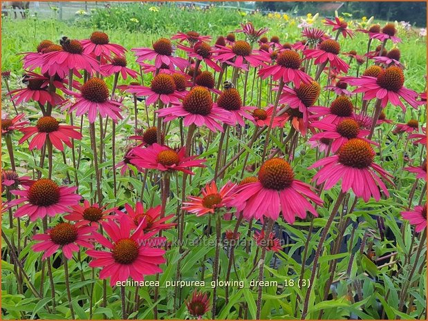 Echinacea purpurea &#x0027;Glowing Dream&#x0027; | Zonnehoed | Roter Sonnenhut