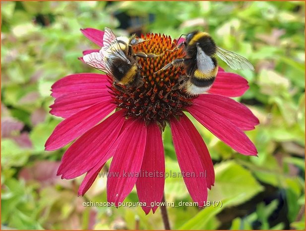 Echinacea purpurea &#x0027;Glowing Dream&#x0027; | Zonnehoed | Roter Sonnenhut