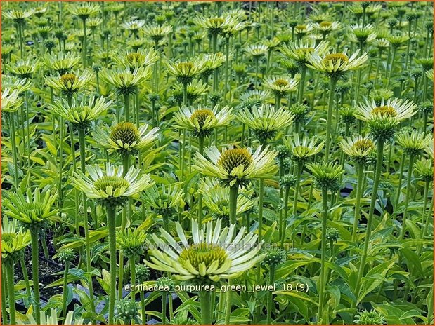 Echinacea purpurea 'Green Jewel' | Rode zonnehoed, Zonnehoed | Roter Sonnenhut