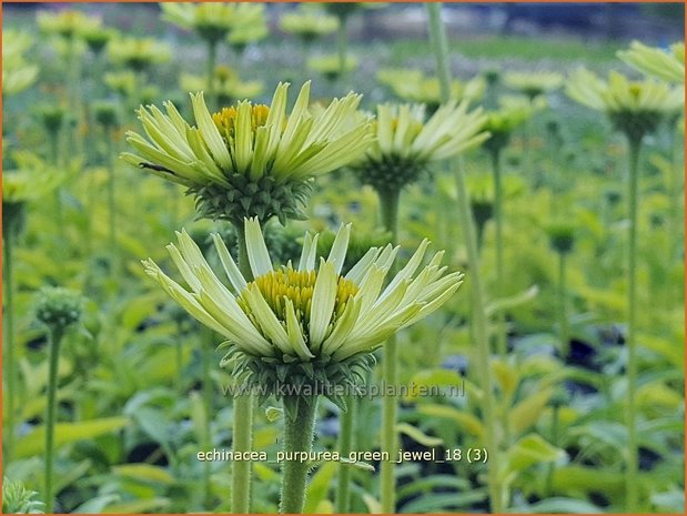 Echinacea purpurea 'Green Jewel' | Rode zonnehoed, Zonnehoed | Roter Sonnenhut