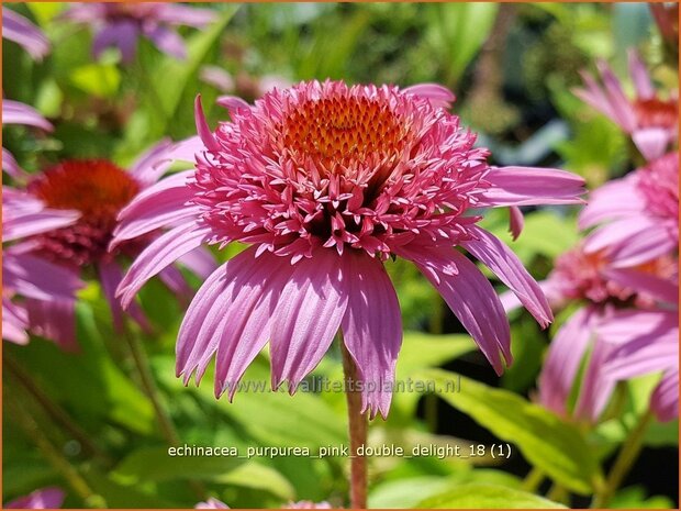 Echinacea purpurea 'Pink Double Delight' | Rode zonnehoed, Zonnehoed | Roter Sonnenhut