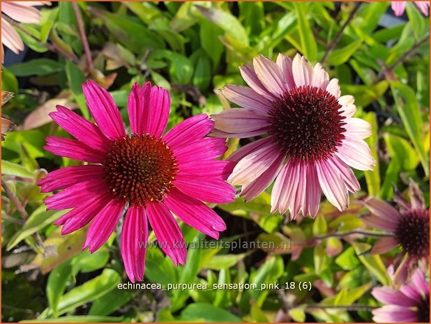 Echinacea purpurea 'Sensation Pink' | Rode Zonnehoed, Zonnehoed | Roter Sonnenhut