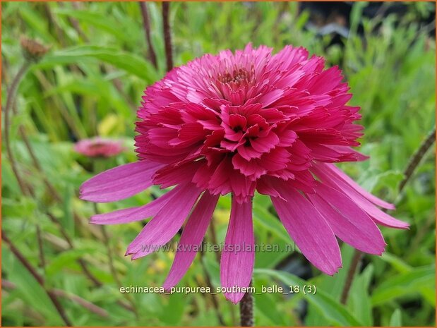 Echinacea purpurea 'Southern Belle' | Rode zonnehoed, Zonnehoed | Roter Sonnenhut