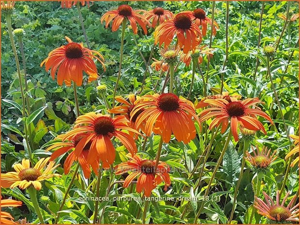 Echinacea purpurea 'Tangerine Dream' | Rode zonnehoed, Zonnehoed | Roter Sonnenhut