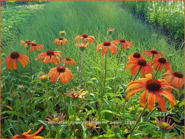 Echinacea purpurea 'Tangerine Dream' | Rode zonnehoed, Zonnehoed | Roter Sonnenhut