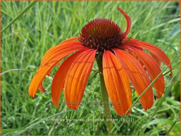 Echinacea purpurea 'Tangerine Dream' | Rode zonnehoed, Zonnehoed | Roter Sonnenhut