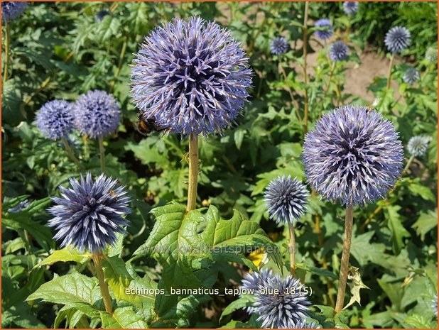 Echinops bannaticus 'Taplow Blue' | Kogeldistel | Banater Kugeldistel