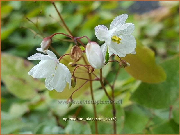 Epimedium 'Alabaster' | Elfenbloem | Elfenblume