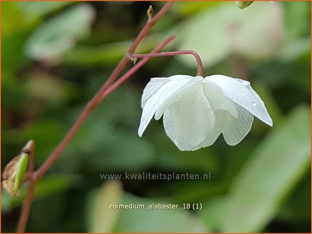 Epimedium 'Alabaster' | Elfenbloem | Elfenblume