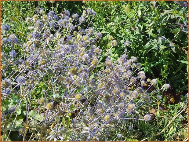 Eryngium planum 'Blauer Zwerg' | Blauwe distel, Framboosdistel, Kruisdistel | Flachblättriger Mannstreu