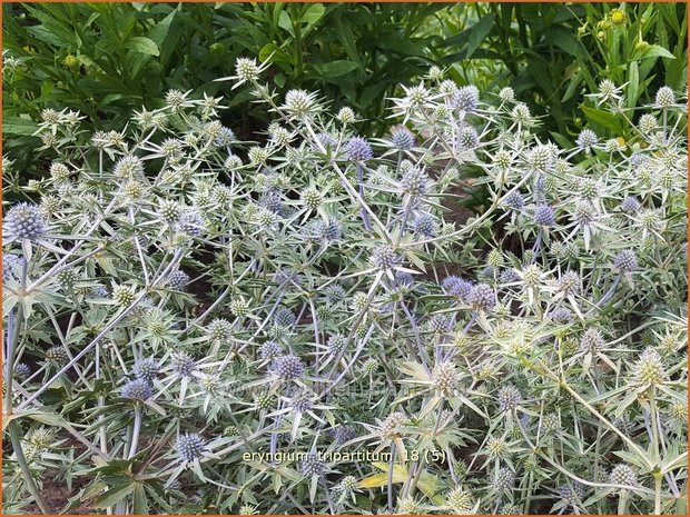 Eryngium tripartitum | Kruisdistel | Dreiteilige Mannstreu