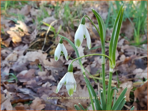 Galanthus nivalis 'Viridapice' | Gewoon sneeuwklokje, Sneeuwklokje | Kleines Schneeglöckchen | Common Snowdrop