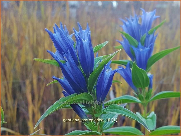 Gentiana asclepiadea | Zijdeplantgentiaan, Gentiaan | Schwalbenwurz-Enzian