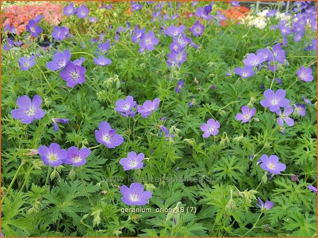 Geranium 'Orion' | Ooievaarsbek, Tuingeranium | Storchschnabel