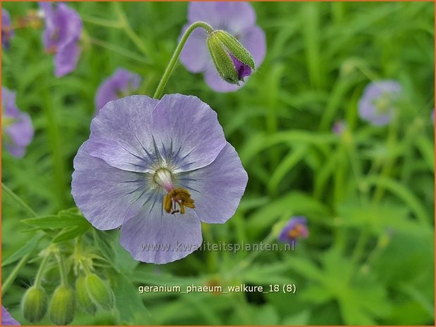 Geranium phaeum 'Walkure' | Donkere ooievaarsbek, Ooievaarsbek, Tuingeranium | Brauner Storchschnabel