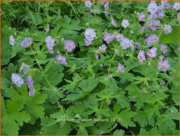 Geranium phaeum 'Walkure' | Donkere ooievaarsbek, Ooievaarsbek, Tuingeranium | Brauner Storchschnabel