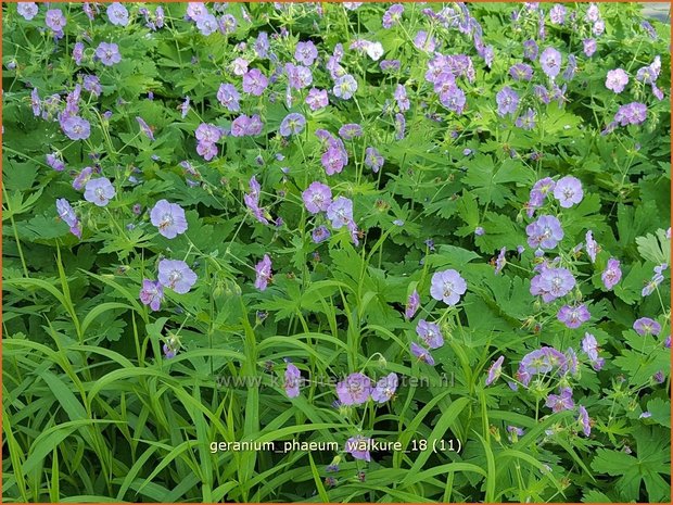 Geranium phaeum 'Walkure' | Donkere ooievaarsbek, Ooievaarsbek, Tuingeranium | Brauner Storchschnabel