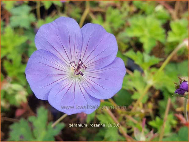 Geranium 'Rozanne' | Ooievaarsbek, Tuingeranium | Storchschnabel