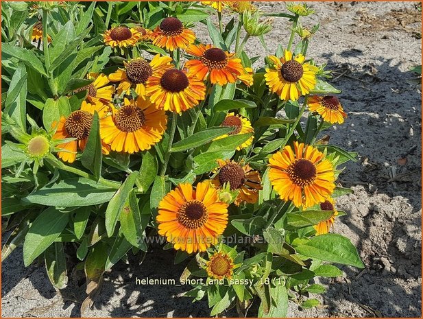 Helenium 'Short and Sassy' | Zonnekruid | Sonnenbraut