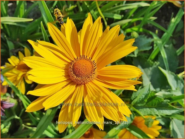 Heliopsis helianthoides 'Mars' | Zonneoog | Gewöhnliches Sonnenauge