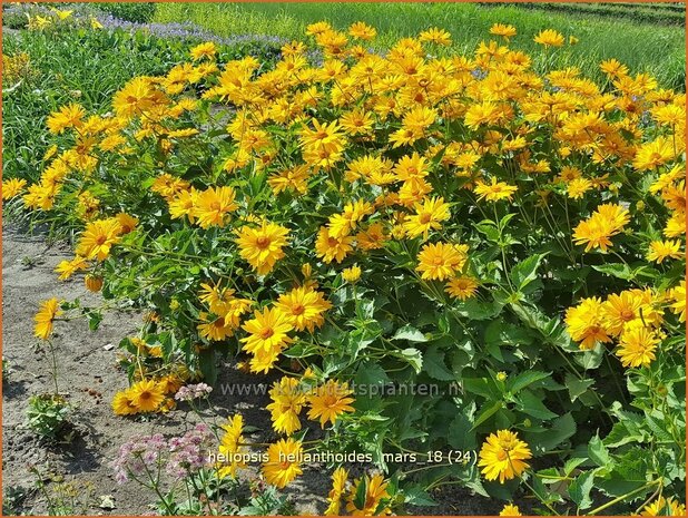 Heliopsis helianthoides 'Mars' | Zonneoog | Gewöhnliches Sonnenauge